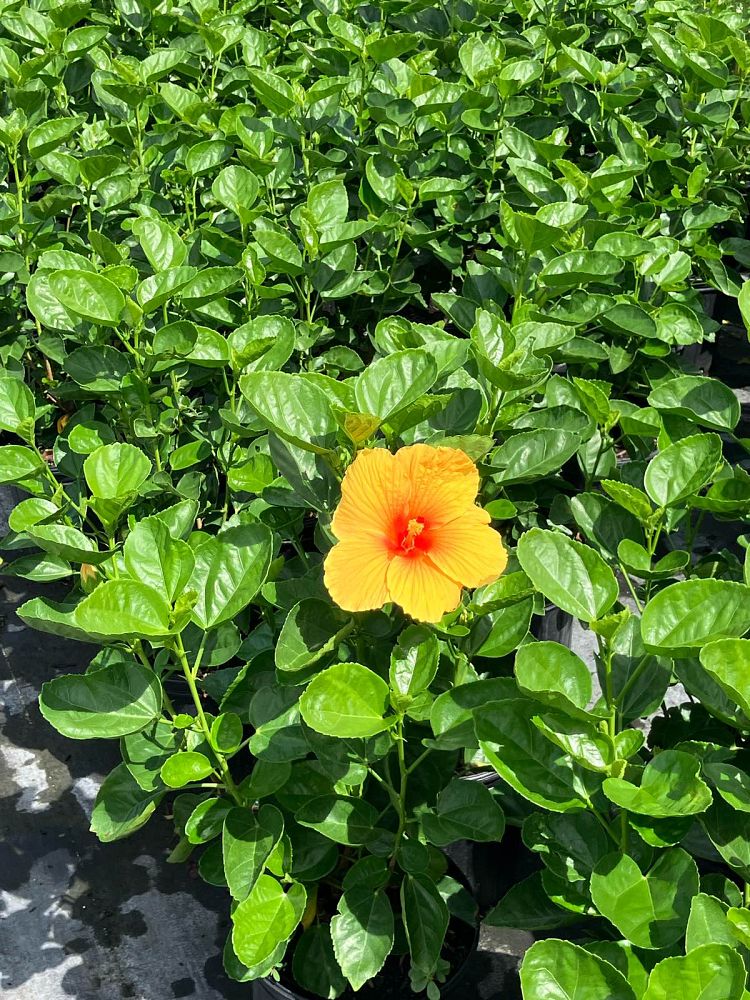 hibiscus-rosa-sinensis-joanne-tropical-hibiscus