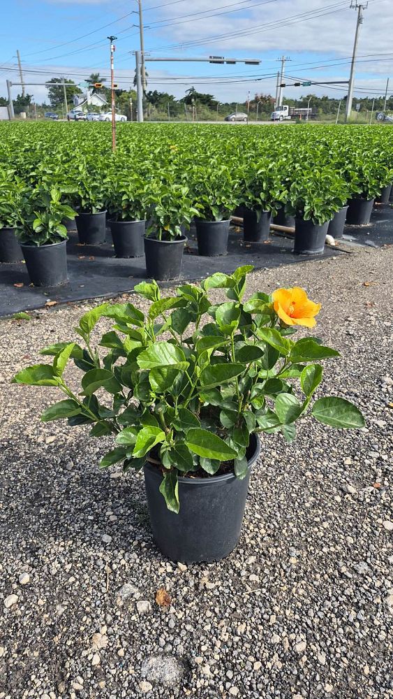 hibiscus-rosa-sinensis-joanne-tropical-hibiscus