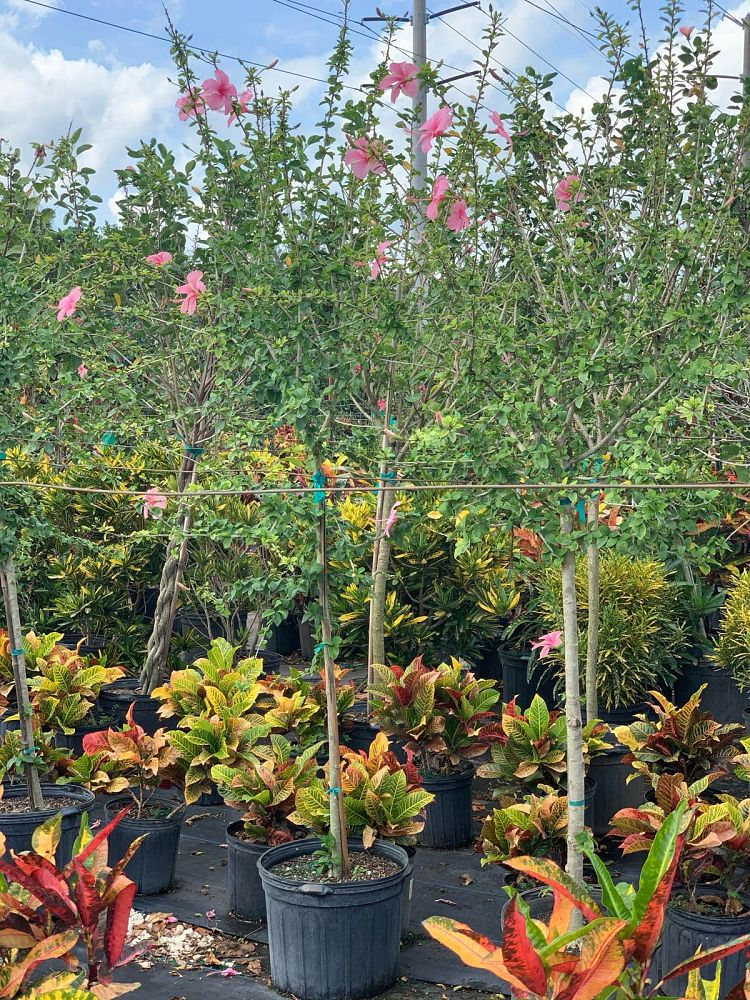 hibiscus-rosa-sinensis-la-france-tropical-hibiscus