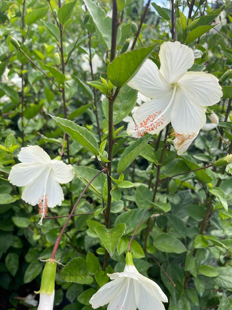 hibiscus-rosa-sinensis-la-france-white-tropical-hibiscus-dainty-white
