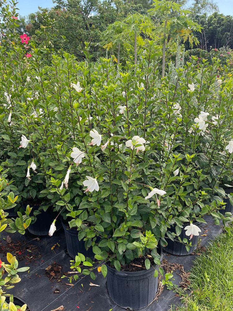 hibiscus-rosa-sinensis-la-france-white-tropical-hibiscus-dainty-white