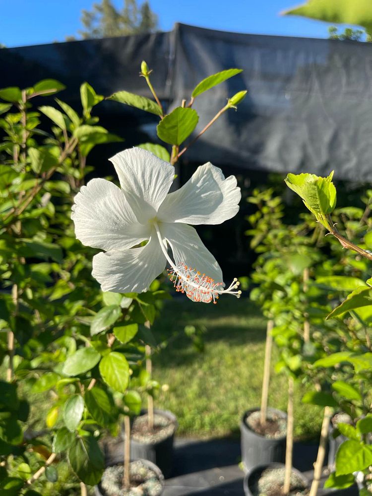 hibiscus-rosa-sinensis-la-france-white-tropical-hibiscus-dainty-white