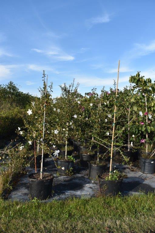 hibiscus-rosa-sinensis-la-france-white-tropical-hibiscus-dainty-white