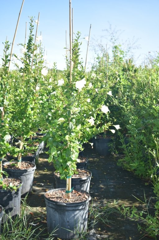 hibiscus-rosa-sinensis-la-france-white-tropical-hibiscus-dainty-white