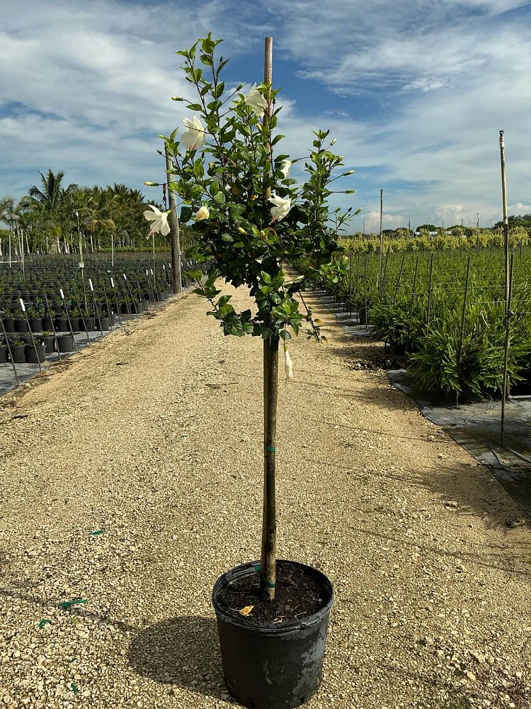 hibiscus-rosa-sinensis-la-france-white-tropical-hibiscus-dainty-white