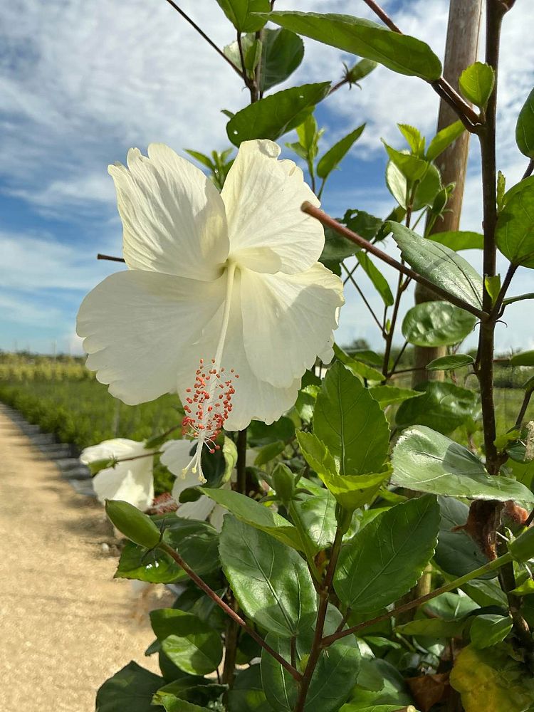 hibiscus-rosa-sinensis-la-france-white-tropical-hibiscus-dainty-white