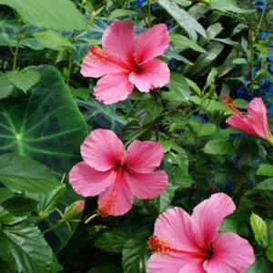 hibiscus-rosa-sinensis-lipstick-tropical-hibiscus