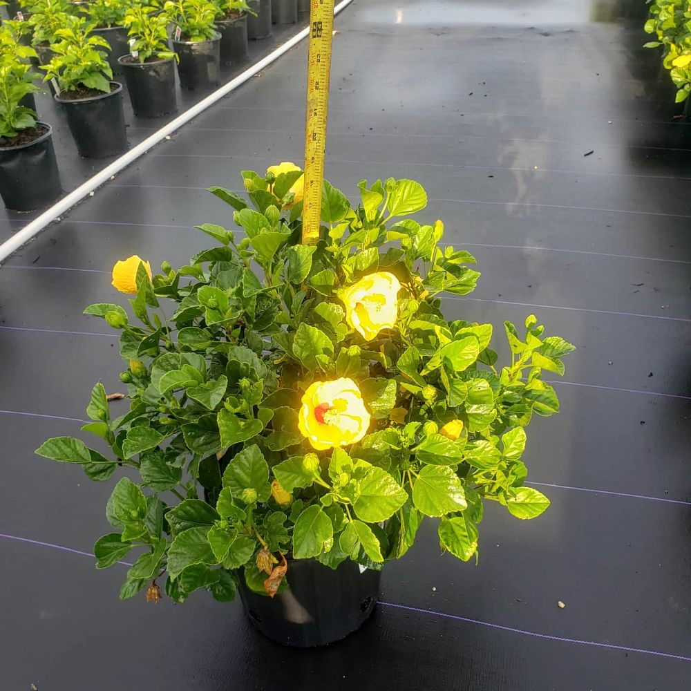 hibiscus-rosa-sinensis-luau-lilikoi-yellow-tropical-hibiscus
