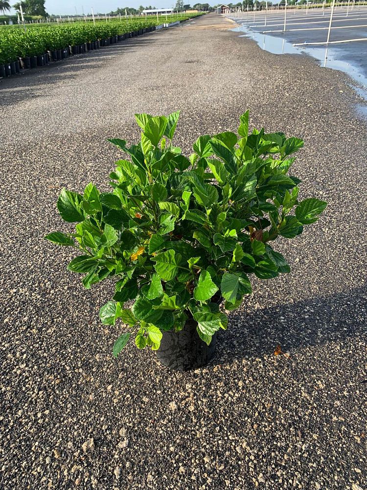 hibiscus-rosa-sinensis-luau-lilikoi-yellow-tropical-hibiscus