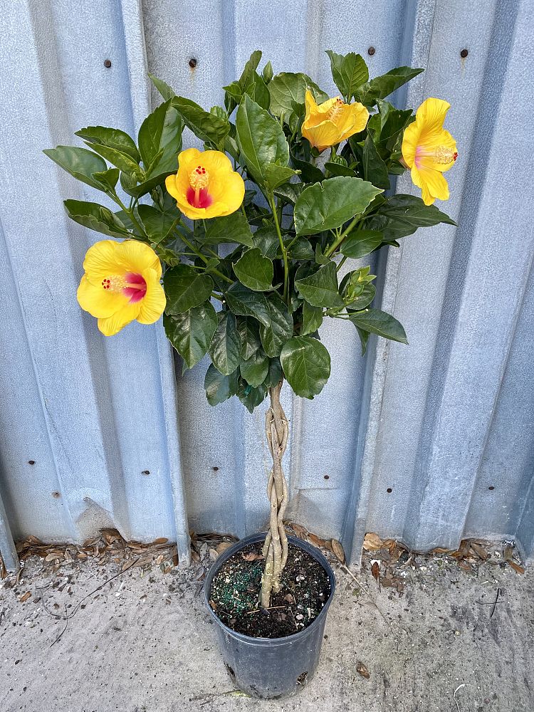 hibiscus-rosa-sinensis-mellow-yellow-tropical-hibiscus