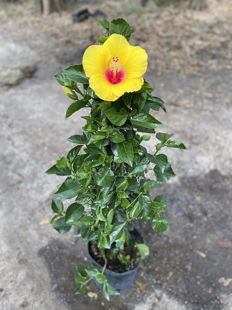 hibiscus-rosa-sinensis-mellow-yellow-tropical-hibiscus