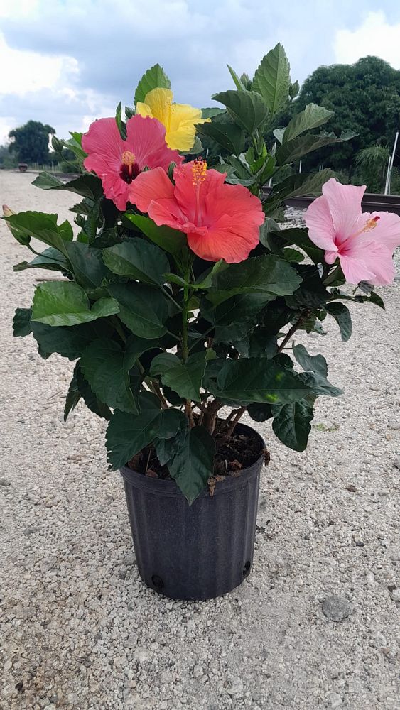 hibiscus-rosa-sinensis-multicolor-tropical-hibiscus
