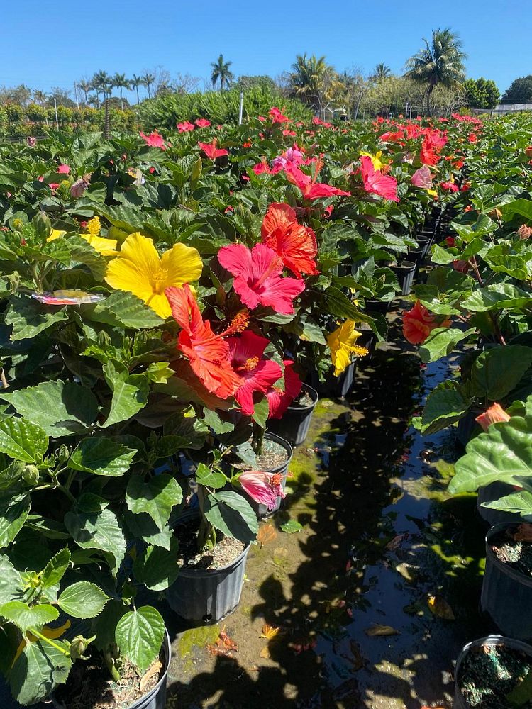 hibiscus-rosa-sinensis-multicolor-tropical-hibiscus