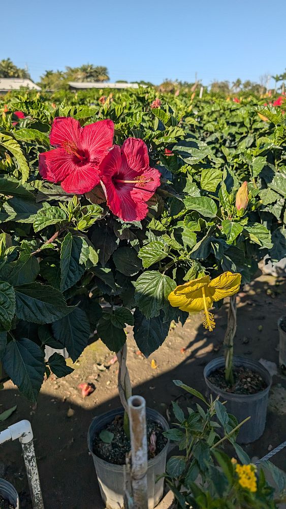 hibiscus-rosa-sinensis-multicolor-tropical-hibiscus
