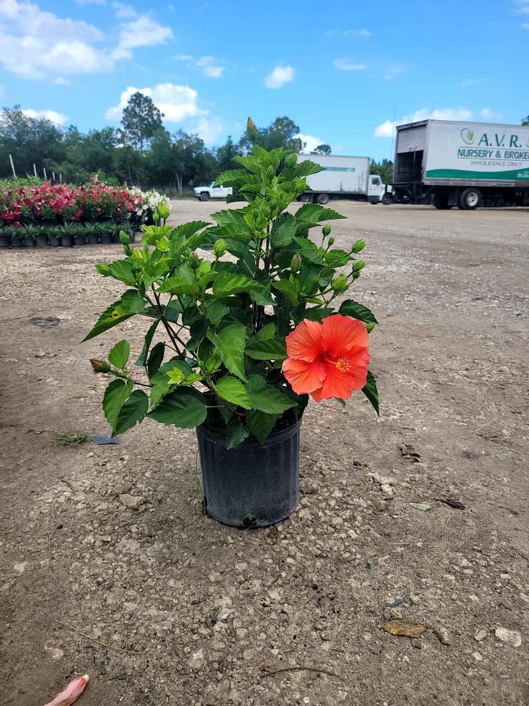 hibiscus-rosa-sinensis-orange-tropical-hibiscus