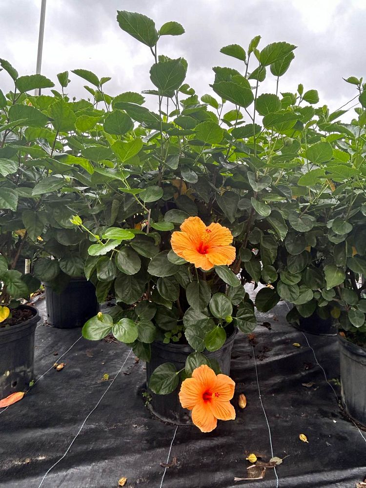 hibiscus-rosa-sinensis-orange-tropical-hibiscus