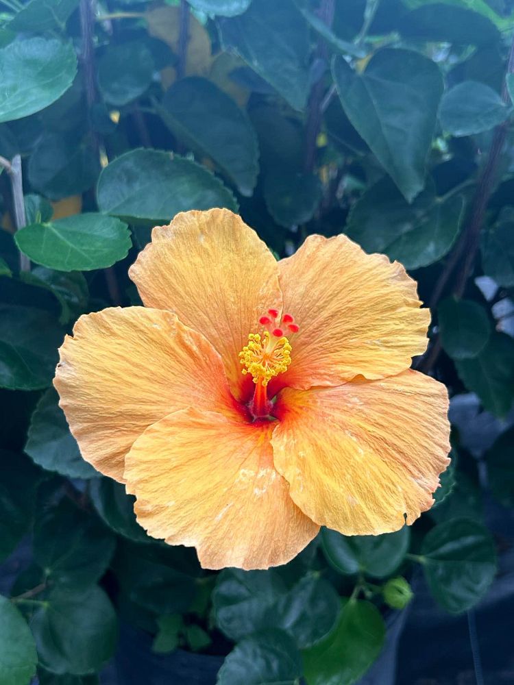 hibiscus-rosa-sinensis-orange-tropical-hibiscus