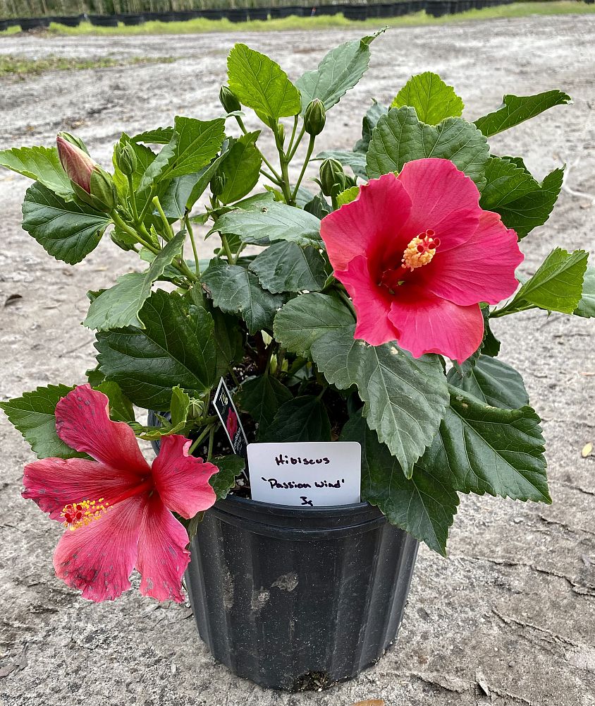 hibiscus-rosa-sinensis-passion-play-tropical-hibiscus
