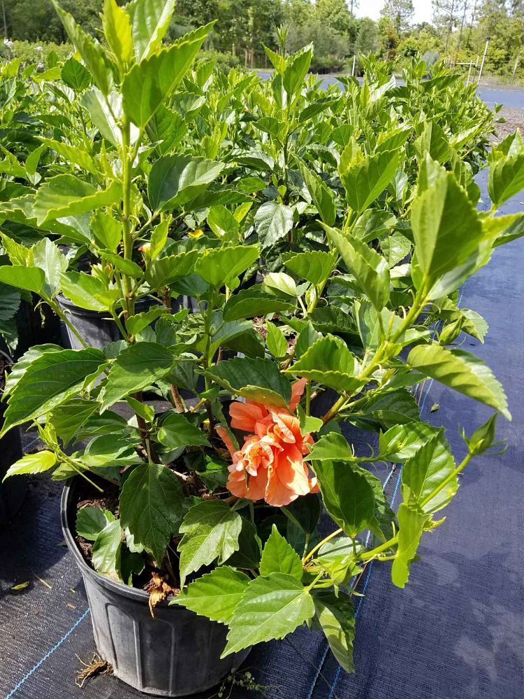 hibiscus-rosa-sinensis-peach-poodle-tropical-hibiscus