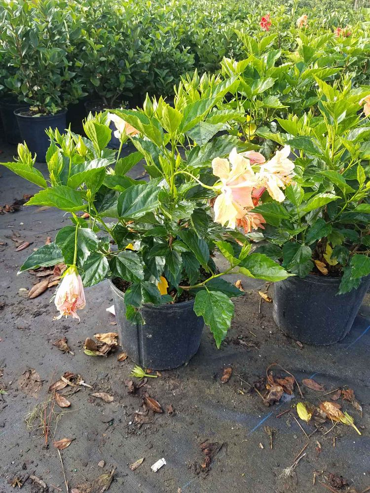 hibiscus-rosa-sinensis-peach-poodle-tropical-hibiscus