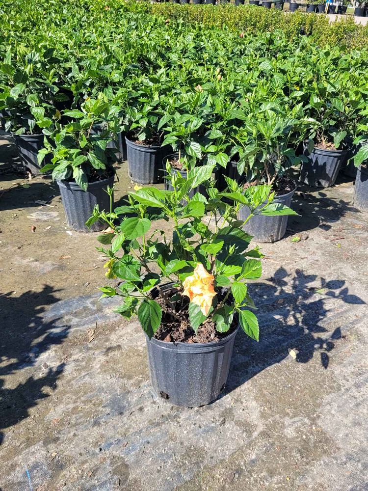 hibiscus-rosa-sinensis-peach-poodle-tropical-hibiscus