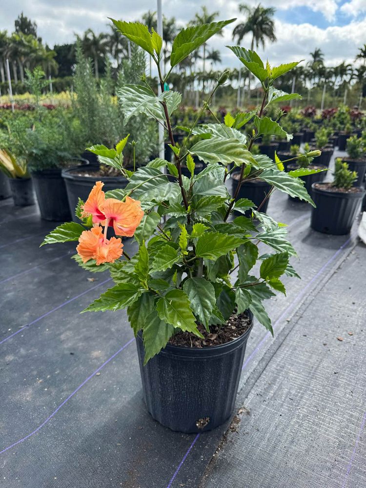 hibiscus-rosa-sinensis-peach-poodle-tropical-hibiscus