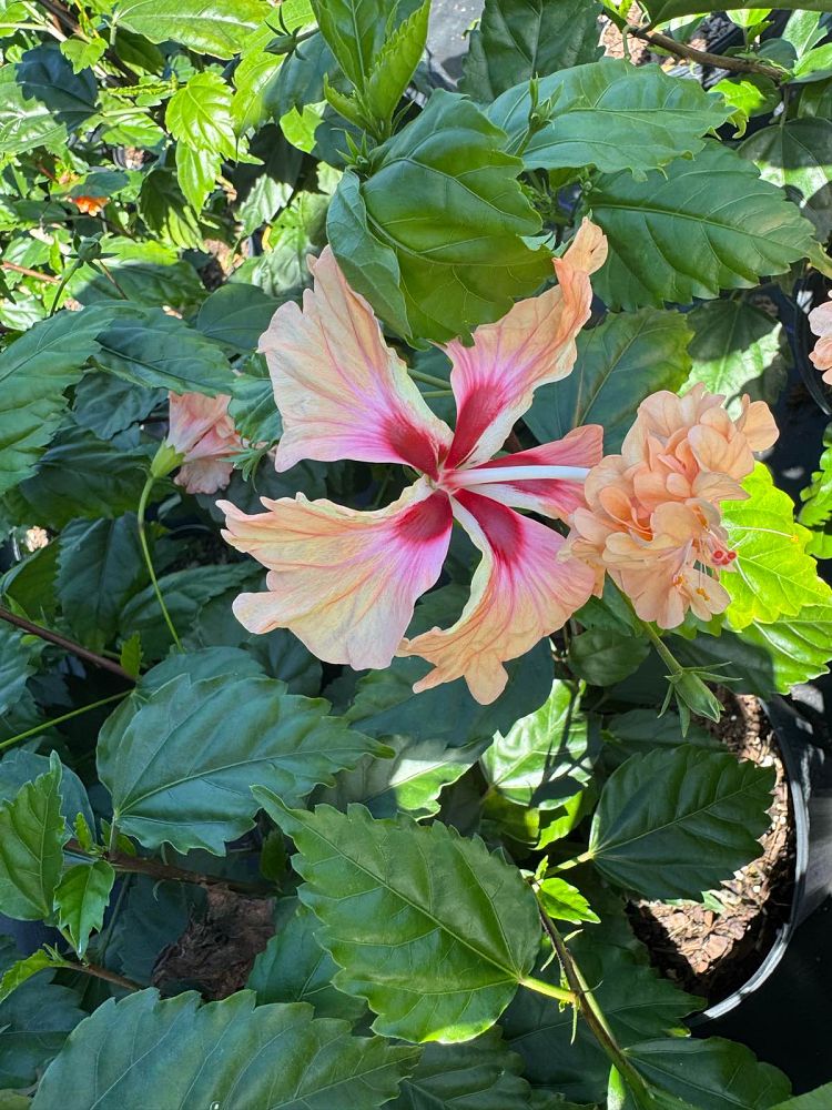 hibiscus-rosa-sinensis-peach-poodle-tropical-hibiscus