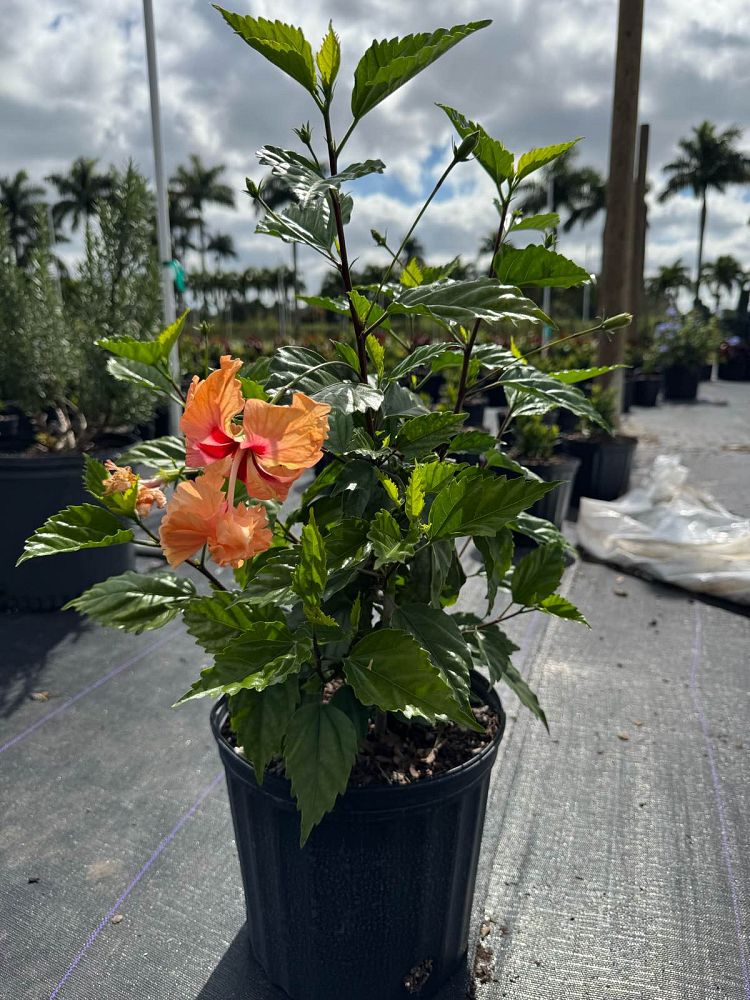 hibiscus-rosa-sinensis-peach-poodle-tropical-hibiscus