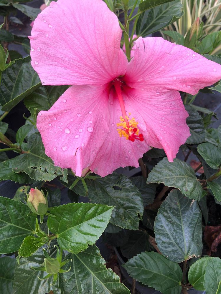 hibiscus-rosa-sinensis-pink-tropical-hibiscus