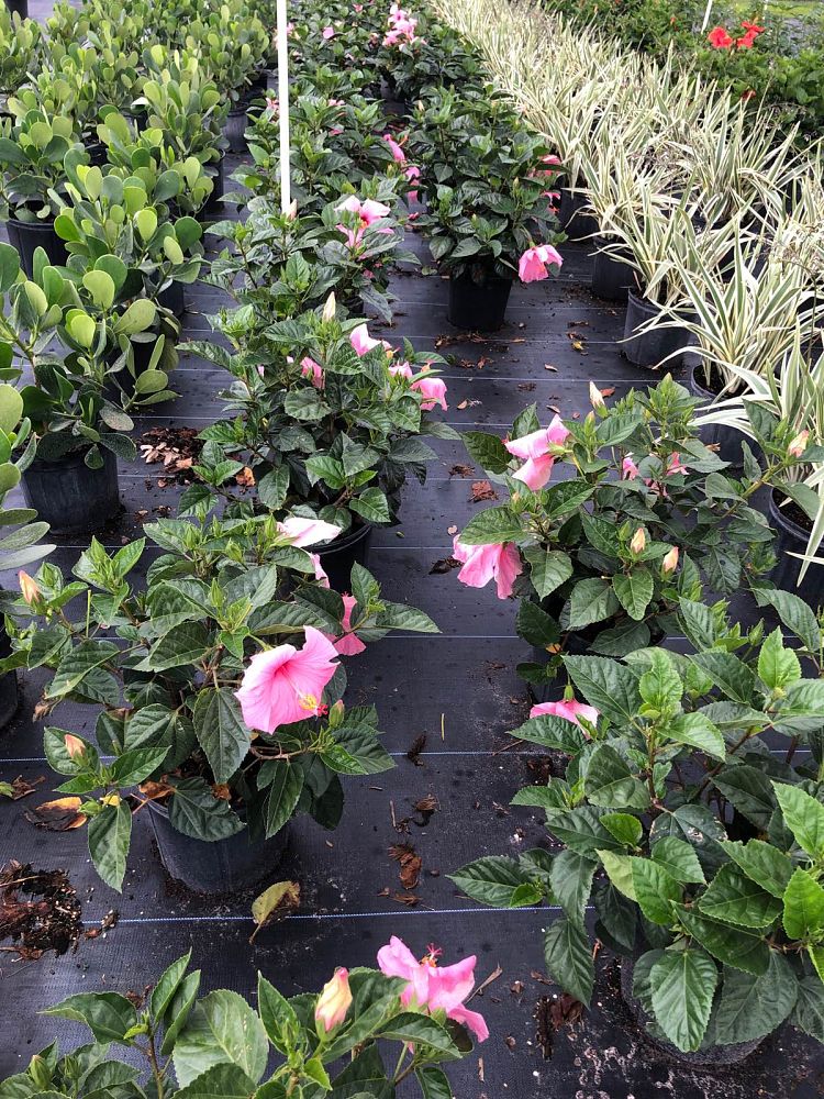 hibiscus-rosa-sinensis-pink-tropical-hibiscus