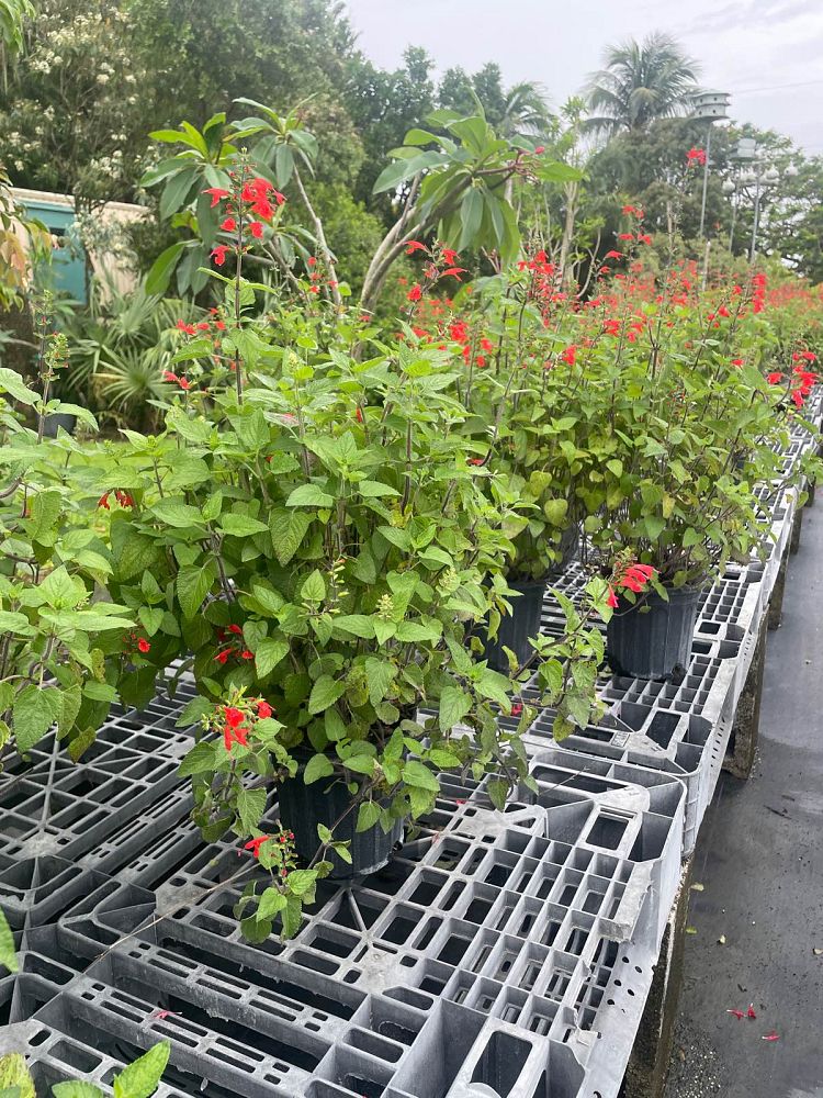 hibiscus-rosa-sinensis-purple-sage-tropical-hibiscus