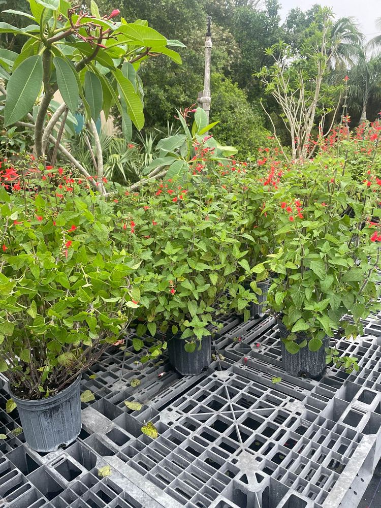 hibiscus-rosa-sinensis-purple-sage-tropical-hibiscus