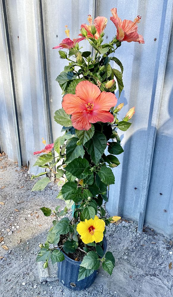 hibiscus-rosa-sinensis-quadroon-tropical-hibiscus