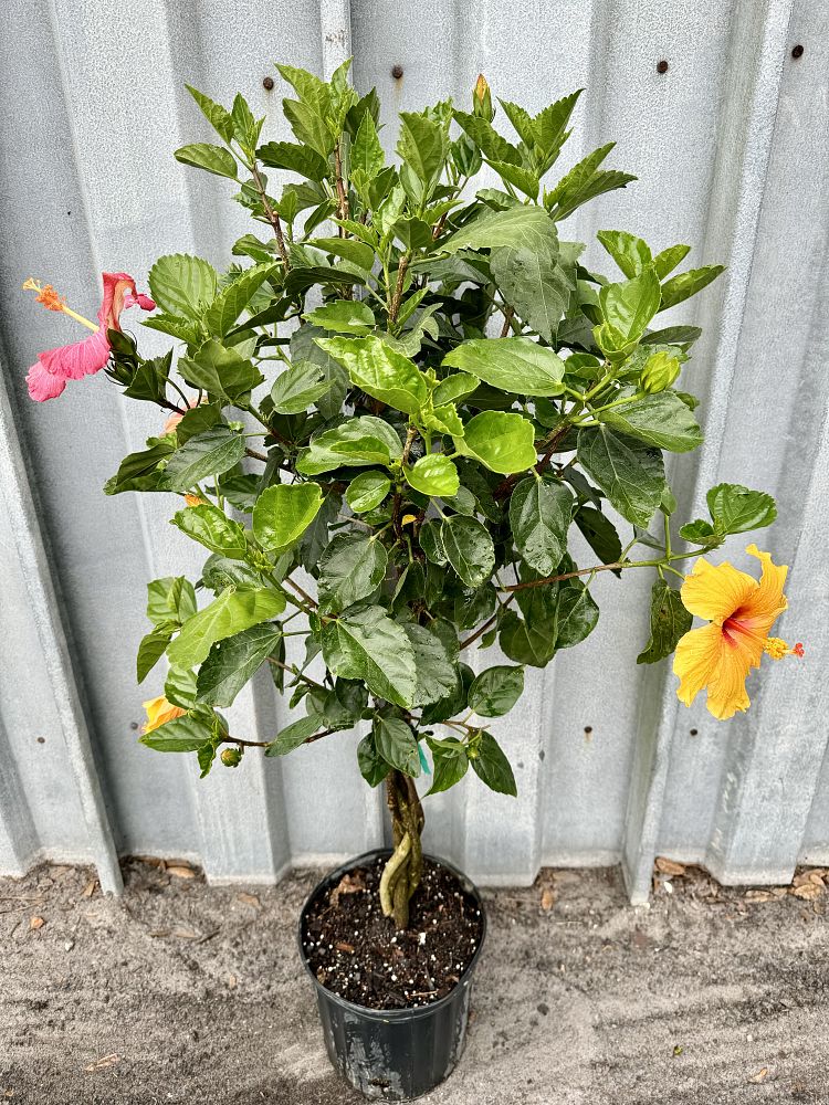 hibiscus-rosa-sinensis-quadroon-tropical-hibiscus
