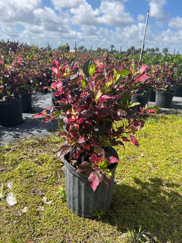 hibiscus-rosa-sinensis-red-hot-tropical-hibiscus