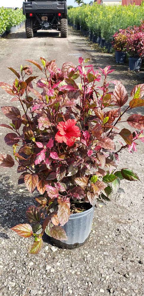 hibiscus-rosa-sinensis-red-hot-tropical-hibiscus