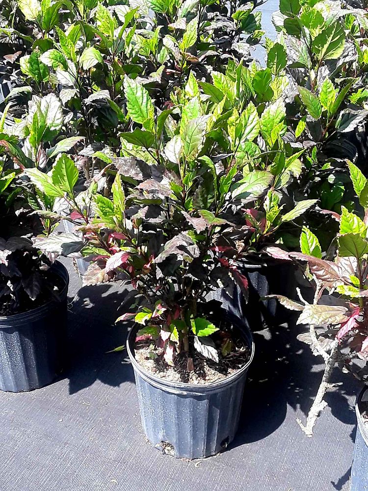 hibiscus-rosa-sinensis-red-hot-tropical-hibiscus