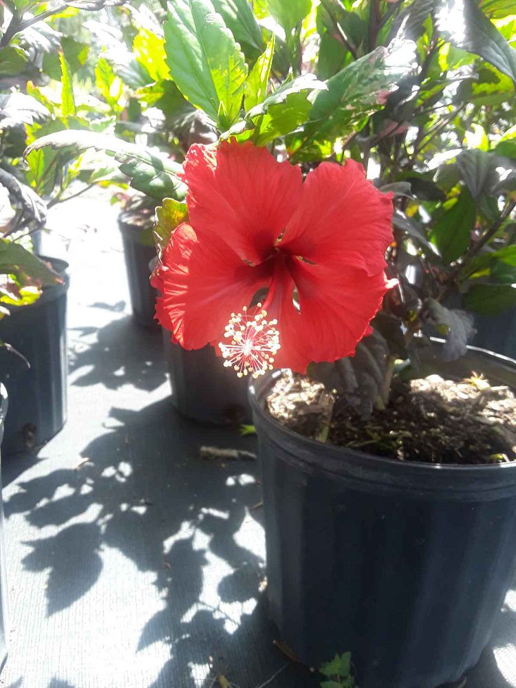 hibiscus-rosa-sinensis-red-hot-tropical-hibiscus