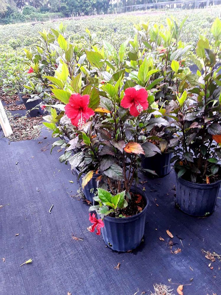 hibiscus-rosa-sinensis-red-hot-tropical-hibiscus