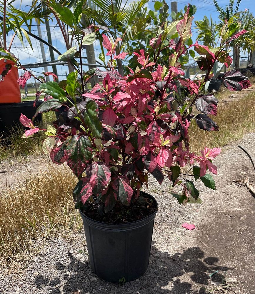 hibiscus-rosa-sinensis-red-hot-tropical-hibiscus