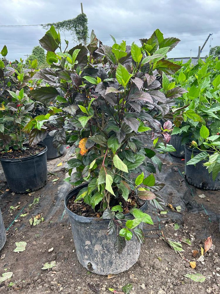 hibiscus-rosa-sinensis-red-hot-tropical-hibiscus
