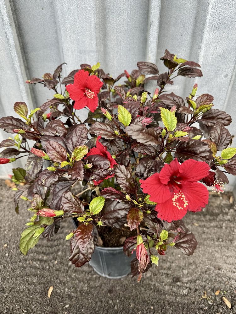 hibiscus-rosa-sinensis-red-hot-tropical-hibiscus