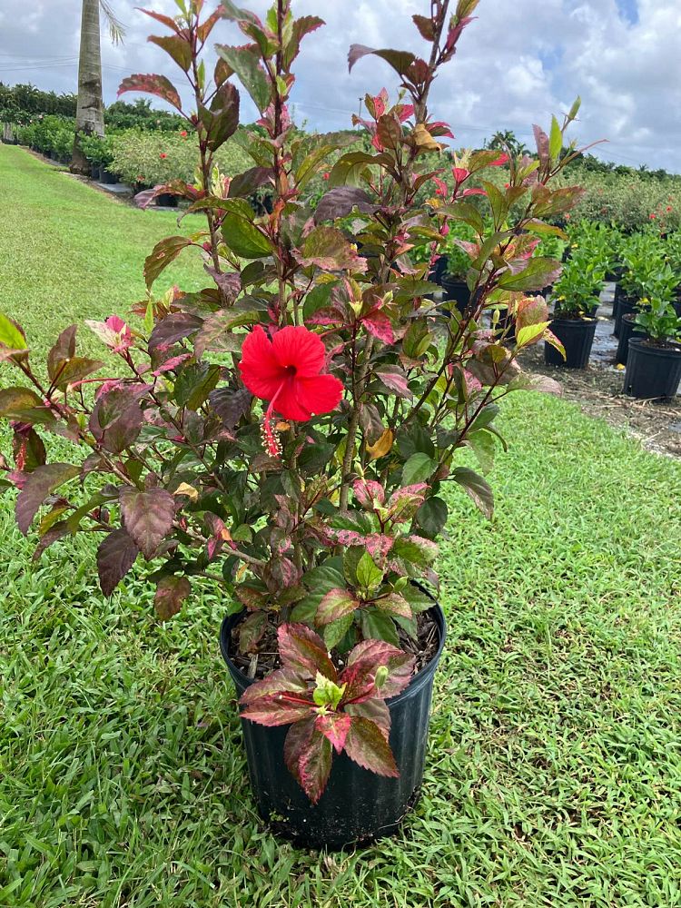 hibiscus-rosa-sinensis-red-hot-tropical-hibiscus