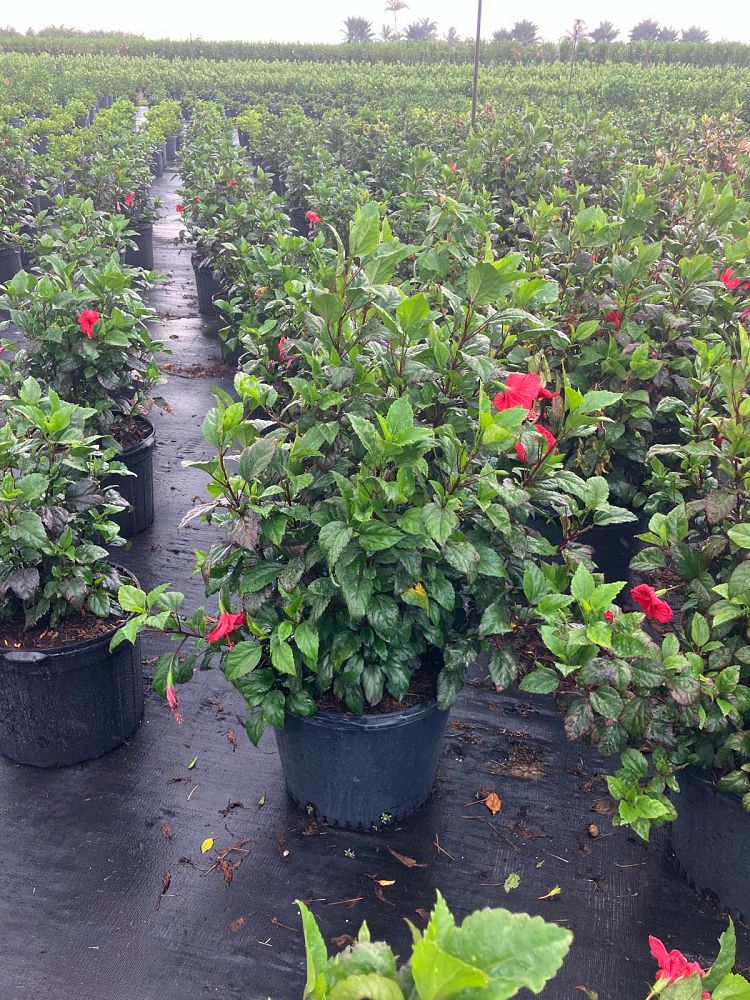 hibiscus-rosa-sinensis-red-hot-tropical-hibiscus