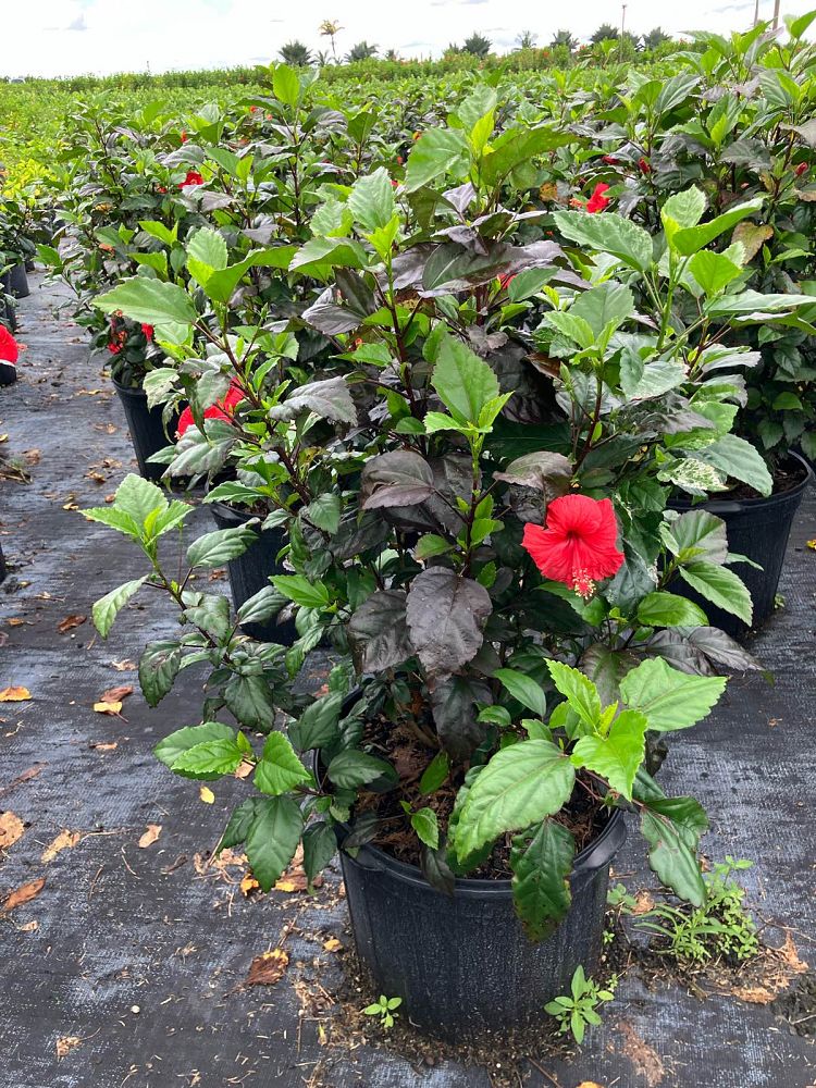 hibiscus-rosa-sinensis-red-hot-tropical-hibiscus