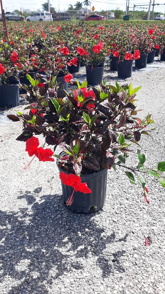hibiscus-rosa-sinensis-red-hot-tropical-hibiscus