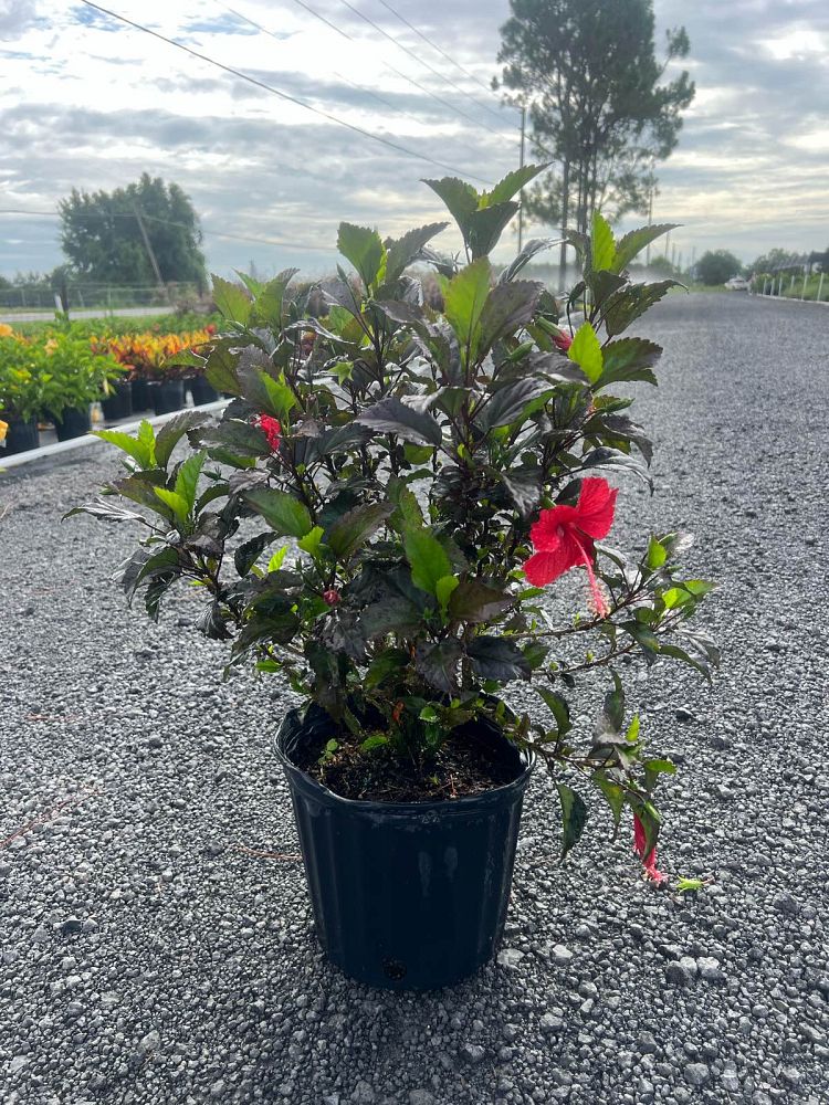 hibiscus-rosa-sinensis-red-hot-tropical-hibiscus