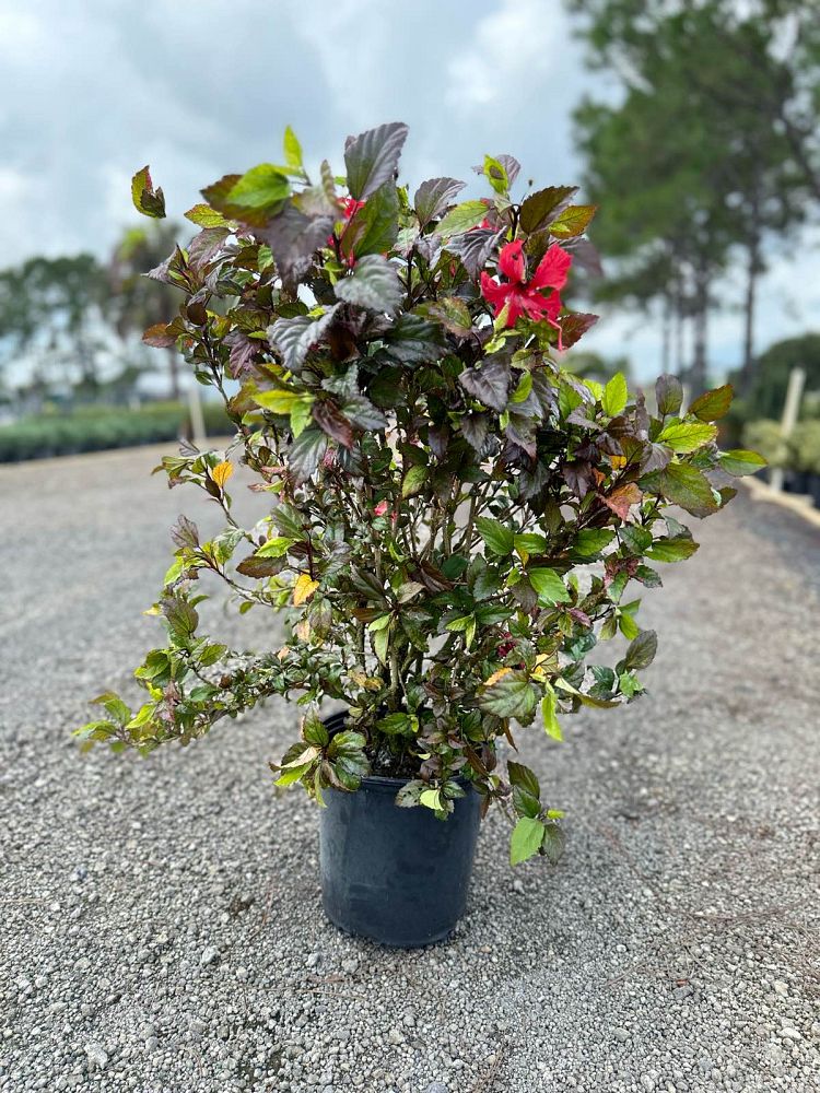 hibiscus-rosa-sinensis-red-hot-tropical-hibiscus