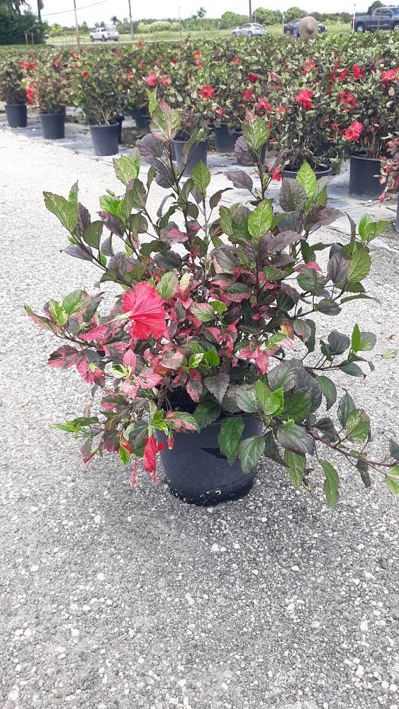 hibiscus-rosa-sinensis-red-hot-tropical-hibiscus