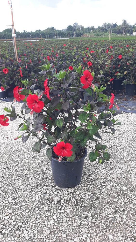 hibiscus-rosa-sinensis-red-hot-tropical-hibiscus